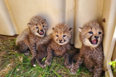 2020.05.07-malecubs-adriennecrosier-008-1500x1000[1].jpg