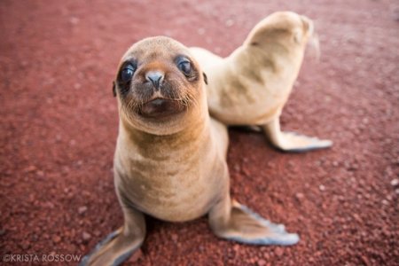 01-krista-rossow-baby-animals-sea-lions-galapagos-2[1].jpg