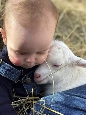 babyanimals110521.jpg