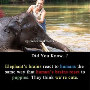 animalfacts110221.jpg