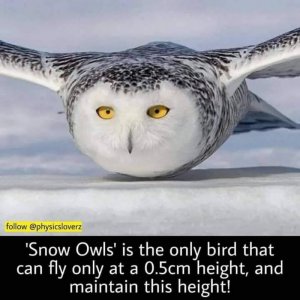 animalfacts110321.jpg