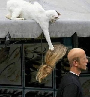 funnykitty110221.jpg