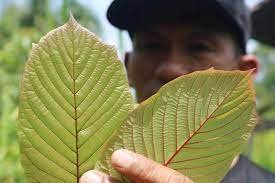 leaf.jpg