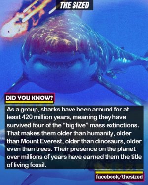 animalfacts110321.jpg