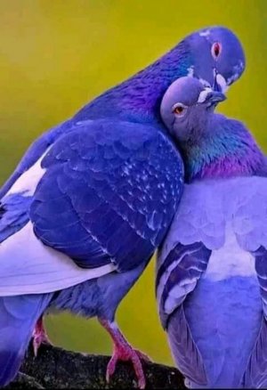 birds110321.jpg