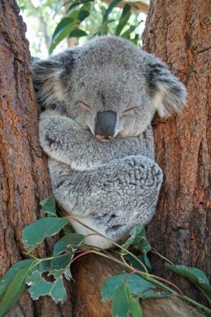 babyanimals110321.jpg