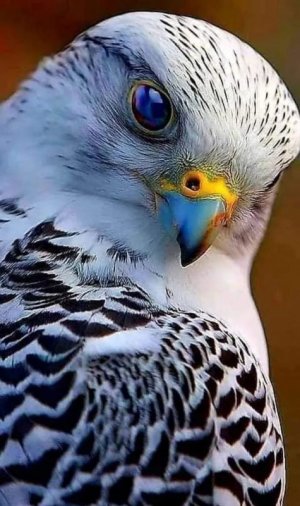 birds110421.jpg
