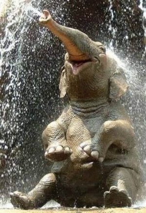 babbabyanimals110621.jpg