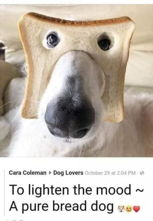 purebread doggie.jpg