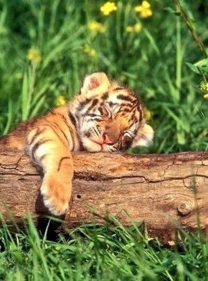 babyanimals110421.jpg