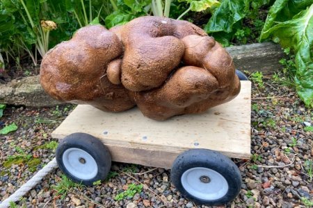 potato.jpg