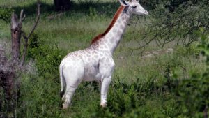white giraffe.jpg white giraffe.jpg
