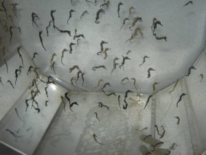 mote marine sea horses.jpg