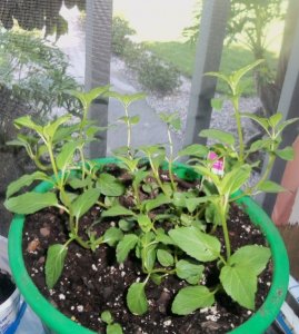 plants peppermint.JPG