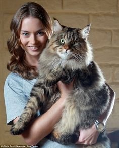 maine_coon.jpg
