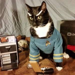 kitty_spock.jpg