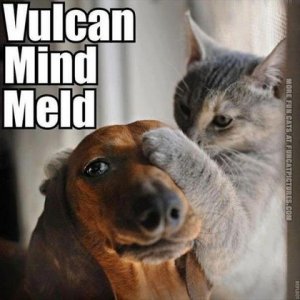 vulcan-mind-meld.jpg