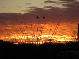 IMG_1520.JPG