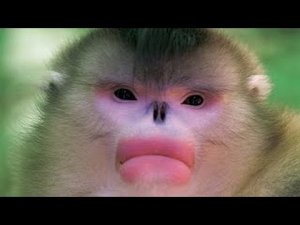 monkey.jpg monkey.jpg