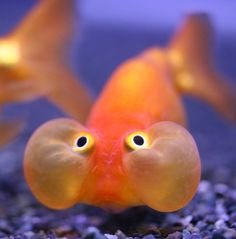goldfish.jpg