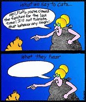 what cats hear.jpg