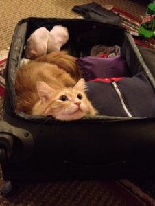 cat in suitcase.jpg