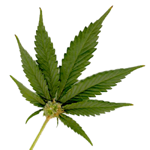 weed.png