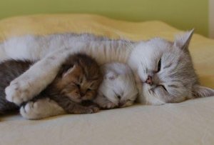 cat-cuddling-kittens.jpg
