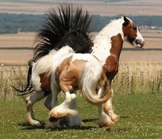 gypsy_vanner.jpg