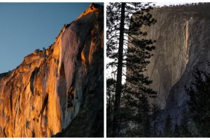 horsetail-main-collage-676x450.jpg