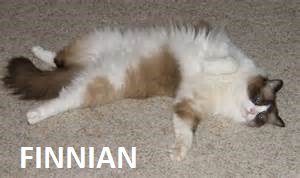 Finnian.jpg