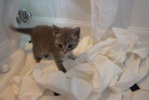 cat with toilet paper.JPG