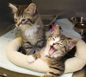 kitten yawn.jpg