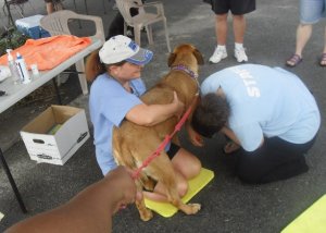 Doggie carwash volunteer gig Rosa Greenville NC.jpg