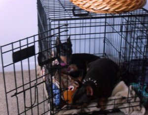 Rosa's get along lil doggies pics 13.jpg