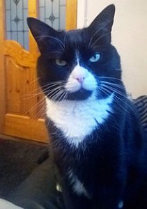 Tuxedo_cat.jpg