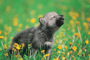 wolf-pup.gif