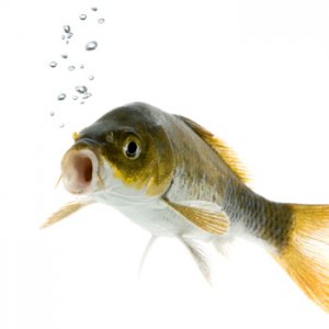 koi-fish-with-air-bubbles_svbnds.jpg