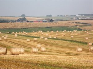 balesofhay 2.jpg