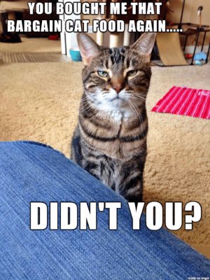 cattitude110621.jpg