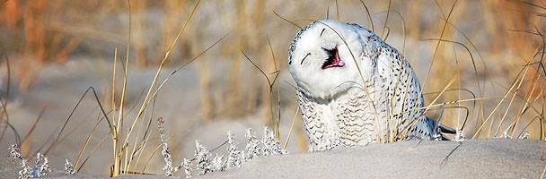 OWL Laughing.jpg
