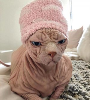 sphinx cat.jpg