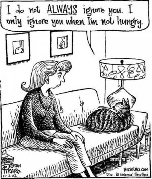 cattitude110721.jpg