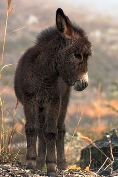 9c379f5092a04db7fad59e05caab8671[1].jpg