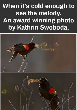 birds110721.jpg