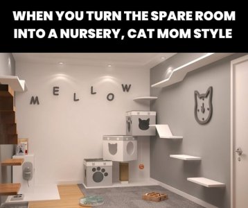 cattitude110721.jpg