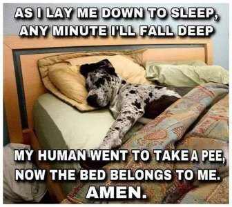 dogs110821.jpg dogs110821.jpg