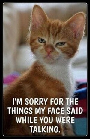 cattitude110821.jpg