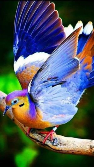 birds110921.jpg