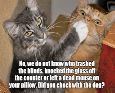 cattitude110921.jpg